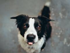 Cão - cães - cachorros - InfoEscola