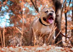 Qual é o cachorro mais bravo do mundo?