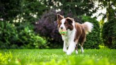 Quanto custa um Border Collie?