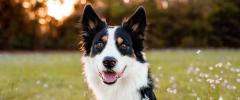 Border Collie - Raças de Cães Médios - Cão Nosso - Creche Canina