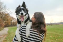 Border Collie, Características e como cuidar