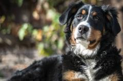 Descubra se remela no olho do cachorro pode ser verme