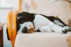 Como tirar cheiro de cachorro do sofá? | Blog Dog Life