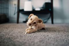 Quero adotar um cachorro de porte pequeno: onde adotar? | Blog Dog Life