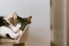 Pet sitter ou hotelzinho: onde deixar o gato quando viajar?