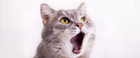 Constitución Colibrí semáforo Gato miando: o que significa? Por que seu gato mia muito? | Blog Dog Life