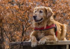 Nomes masculinos de cachorro: 501 opções para o seu cão!