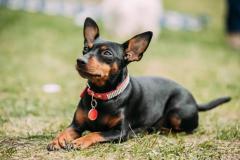 18 nomes para cachorro fêmea e significados - Blog VETEX