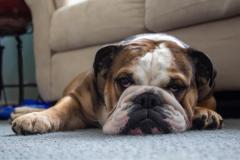 Você sabia? Curiosidades sobre o bulldog francês - Blog Casa do