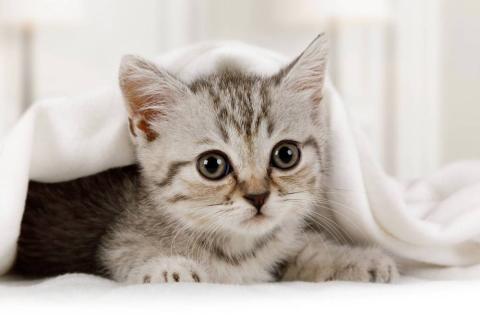 O gatinho chegou: como cuidar do filhote - Petblog