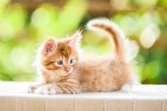 O gatinho chegou: como cuidar do filhote - Petblog