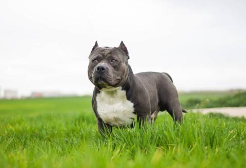 Conheça o american bully, um cão forte, companheiro e gentil