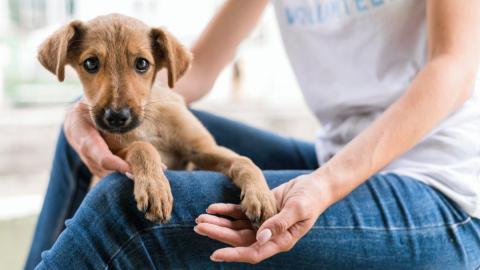 Nomes para cachorro macho: 480 ideias criativas