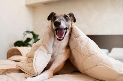 24 Raças de Cachorros Grandes para Escolher a Ideal - Amor aos Pets