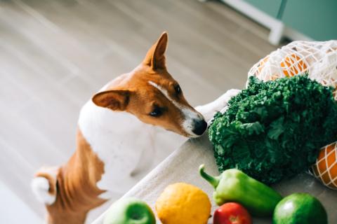 Cachorro pode comer OVO? Benefícios e preparação